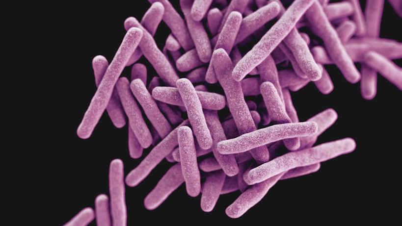 📸: A close-up of from the pathogen responsible for causing the disease tuberculosis, _mycobacterium tuberculosis_. By the [@CDC](https://unsplash.com/@cdc)